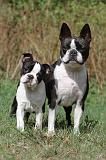 BOSTON TERRIER 166
